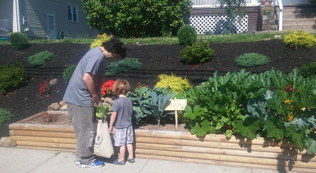 Front yard harvesting in Nyack